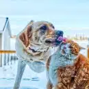 brown and white short coated dog running on snow covered ground during daytime