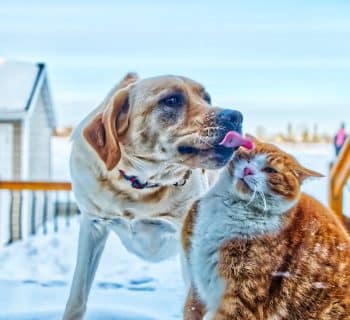 brown and white short coated dog running on snow covered ground during daytime