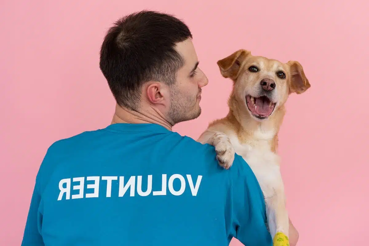 chien adoption