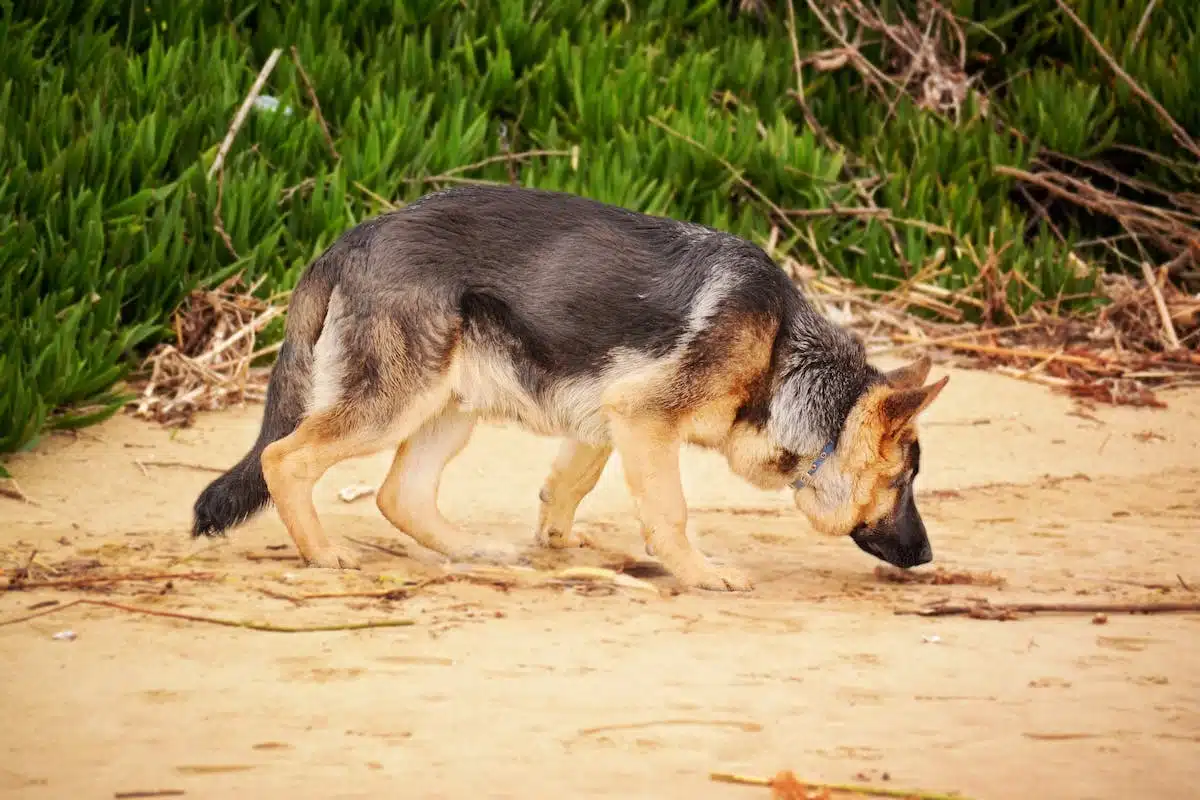 sport canin
