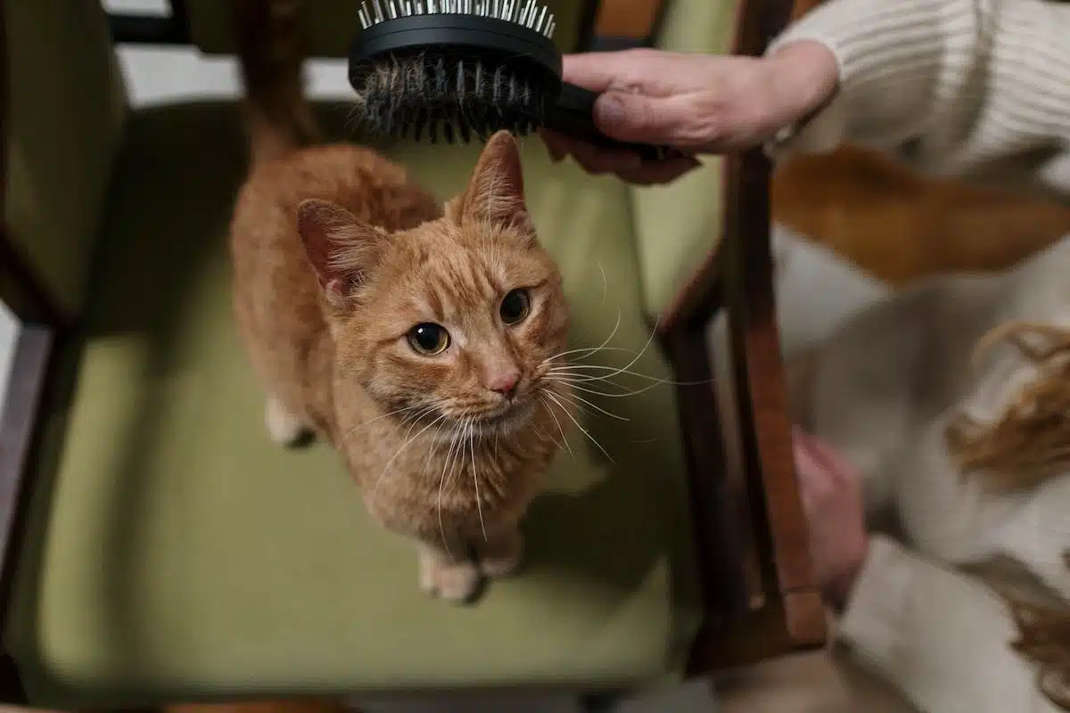 chat  protection