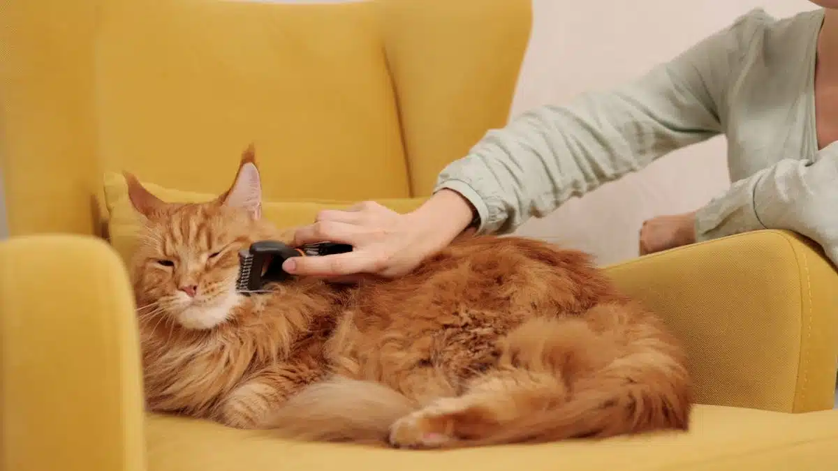 chat brossage