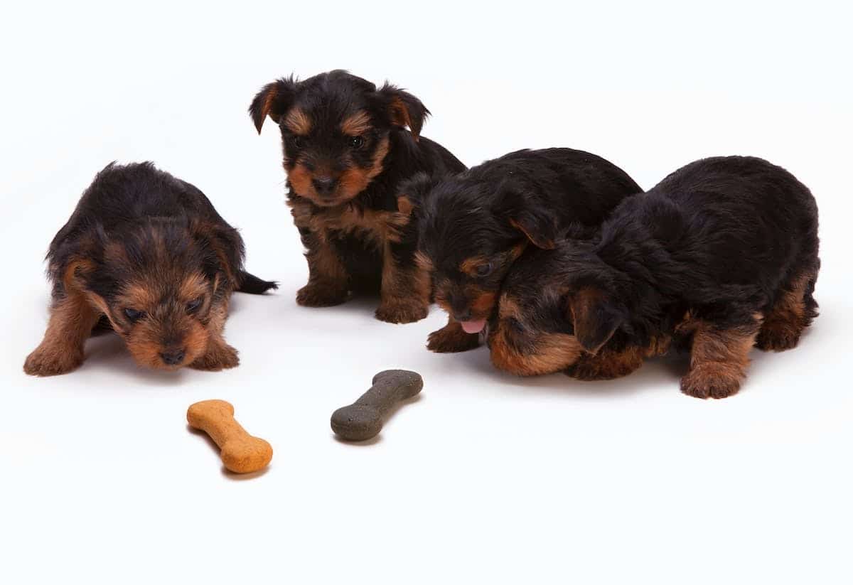chiens  aliments