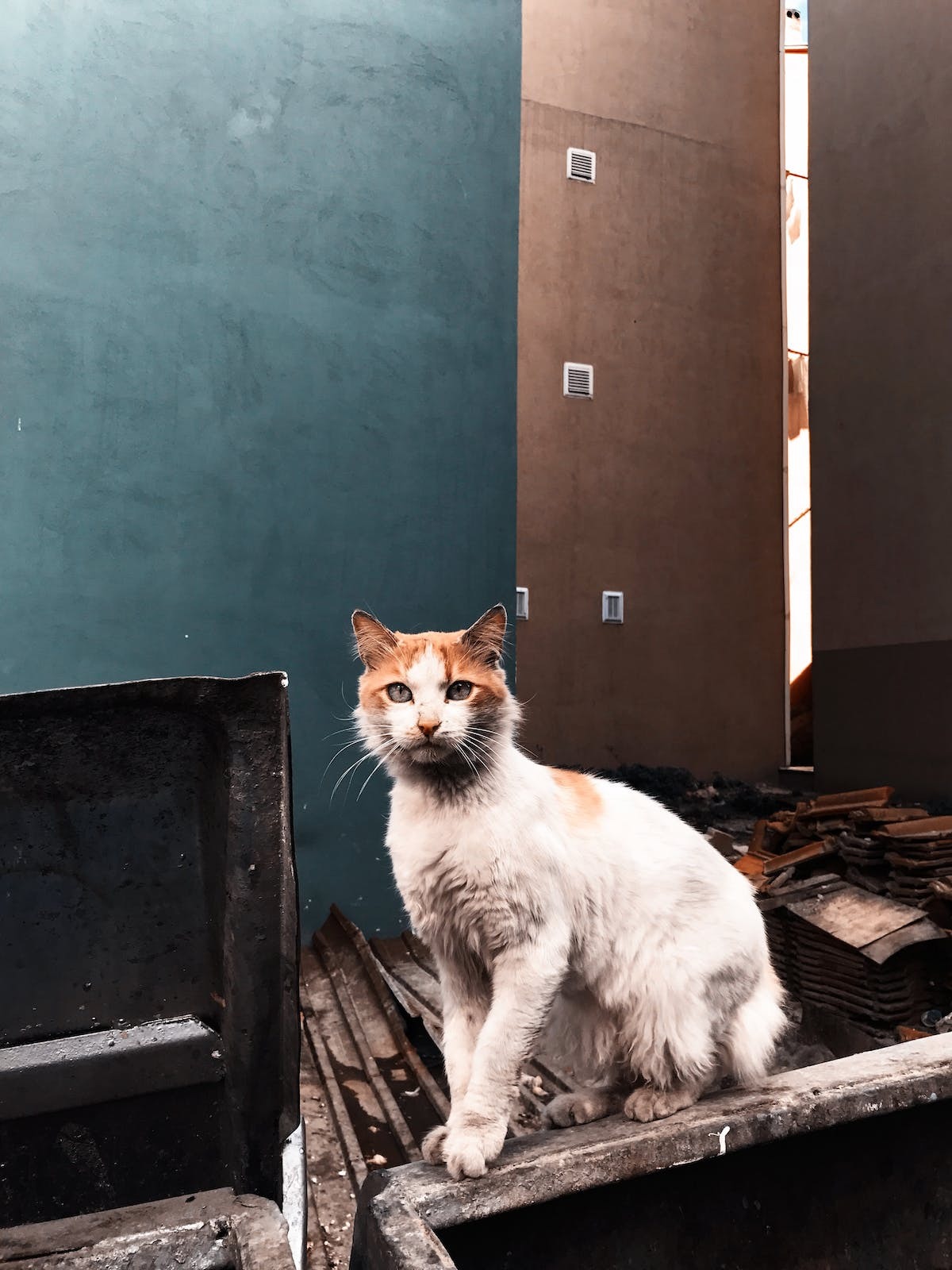 chat litière