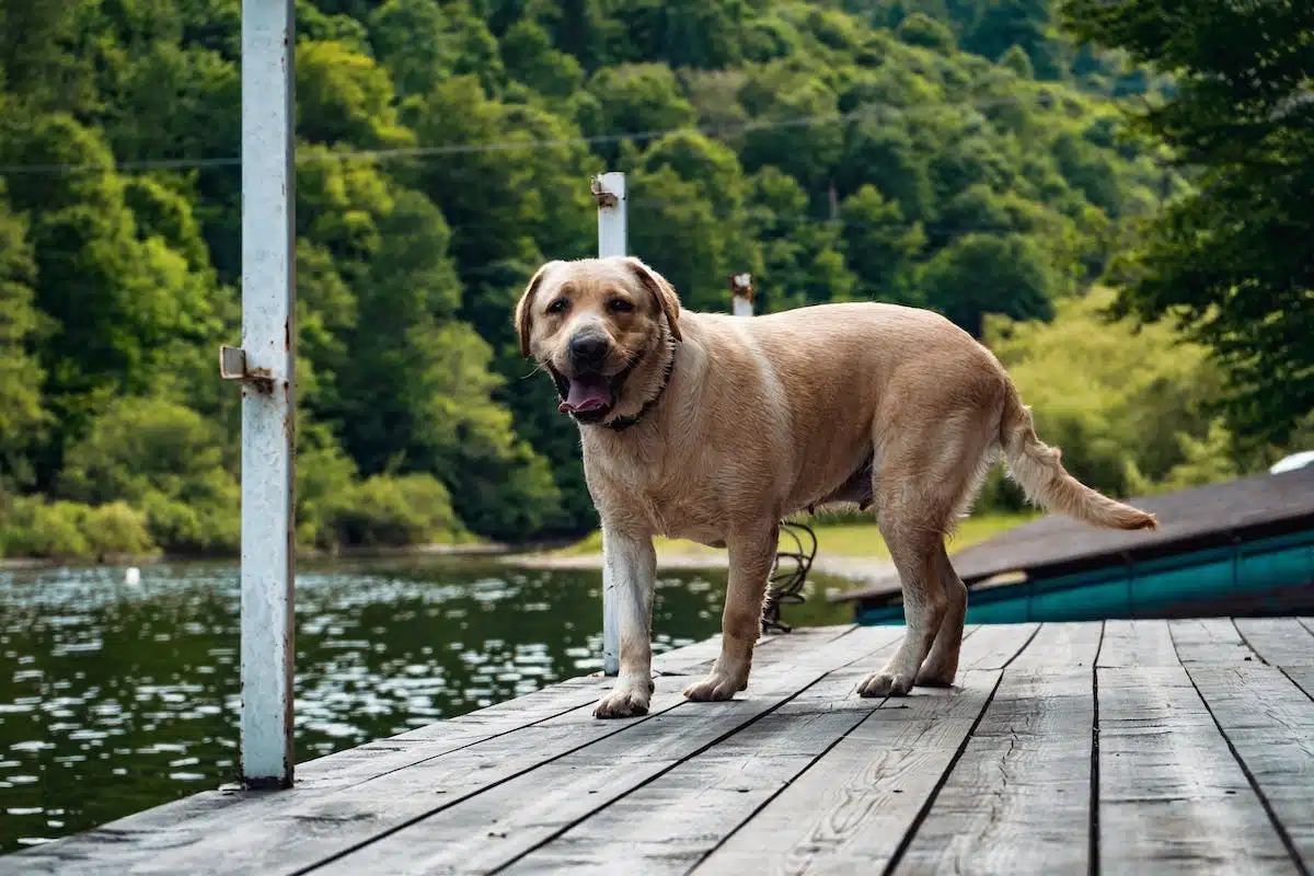 chiens exercice