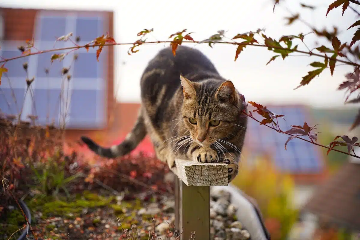 stérilisation animaux