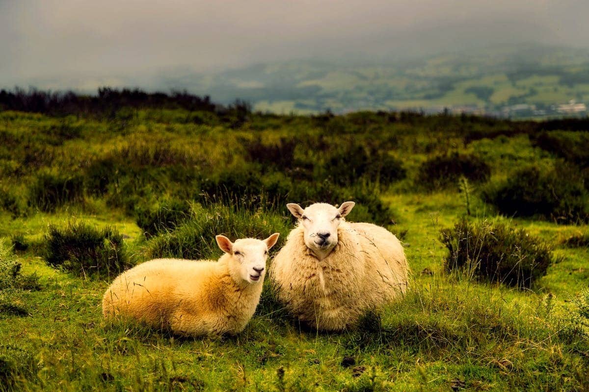 animal  écologie