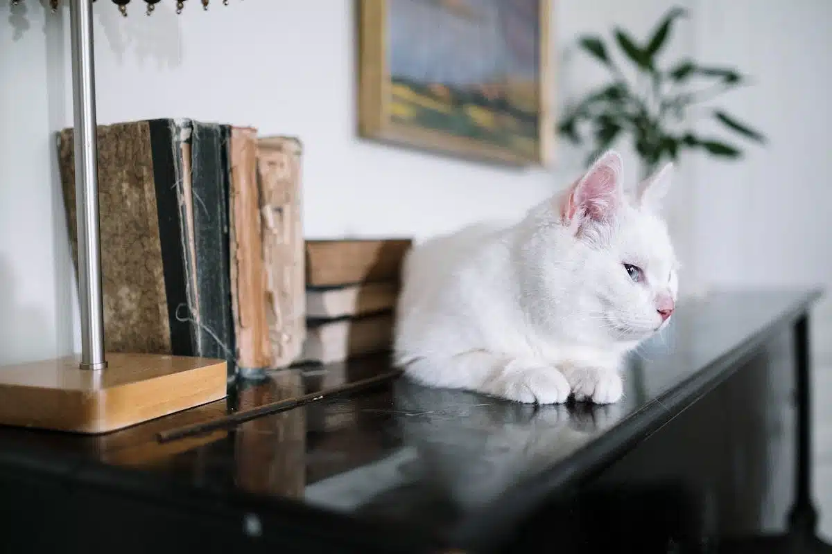chat  appartement