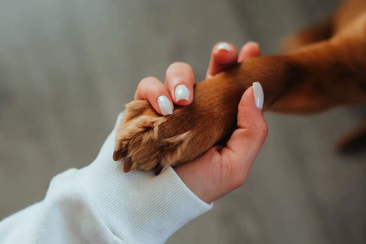 chiot éducation