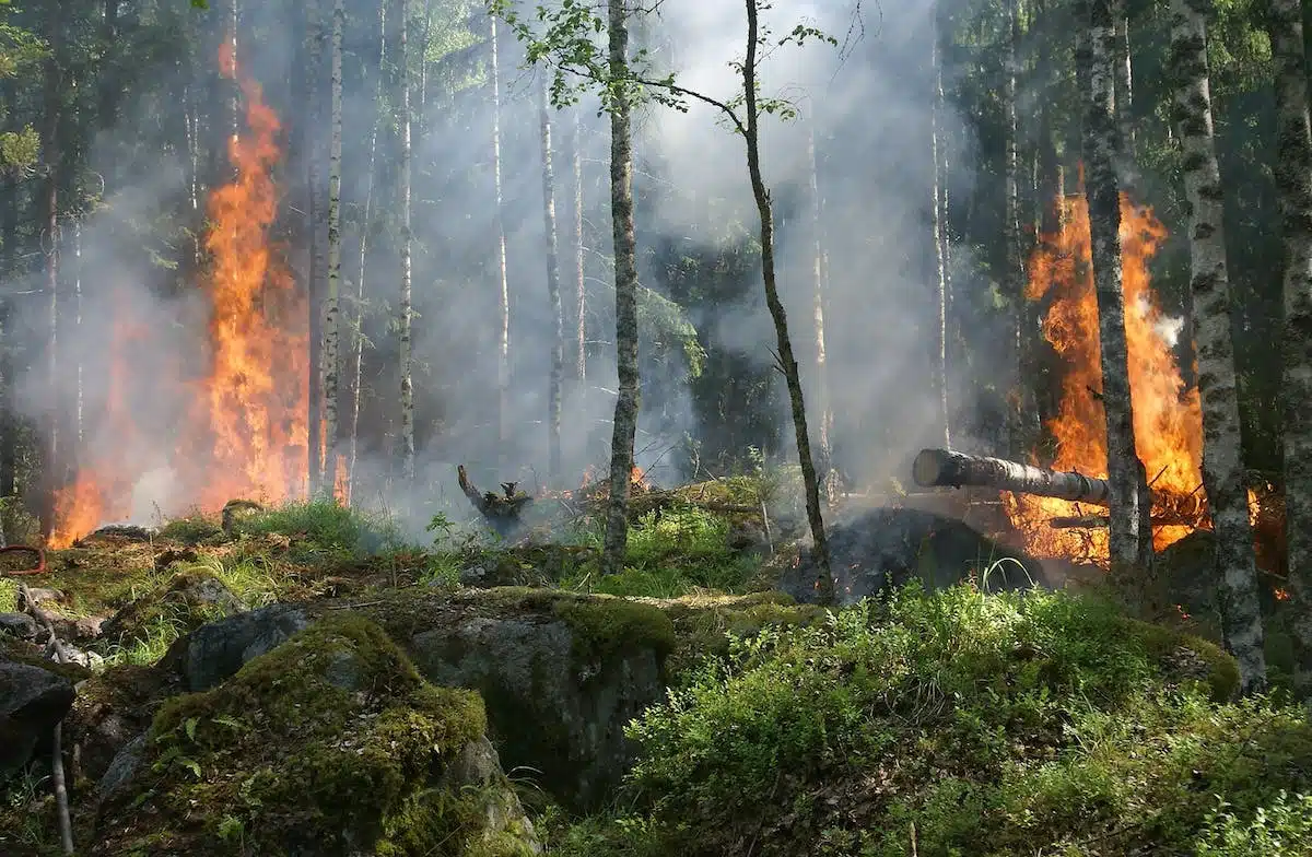 conservation biodiversité