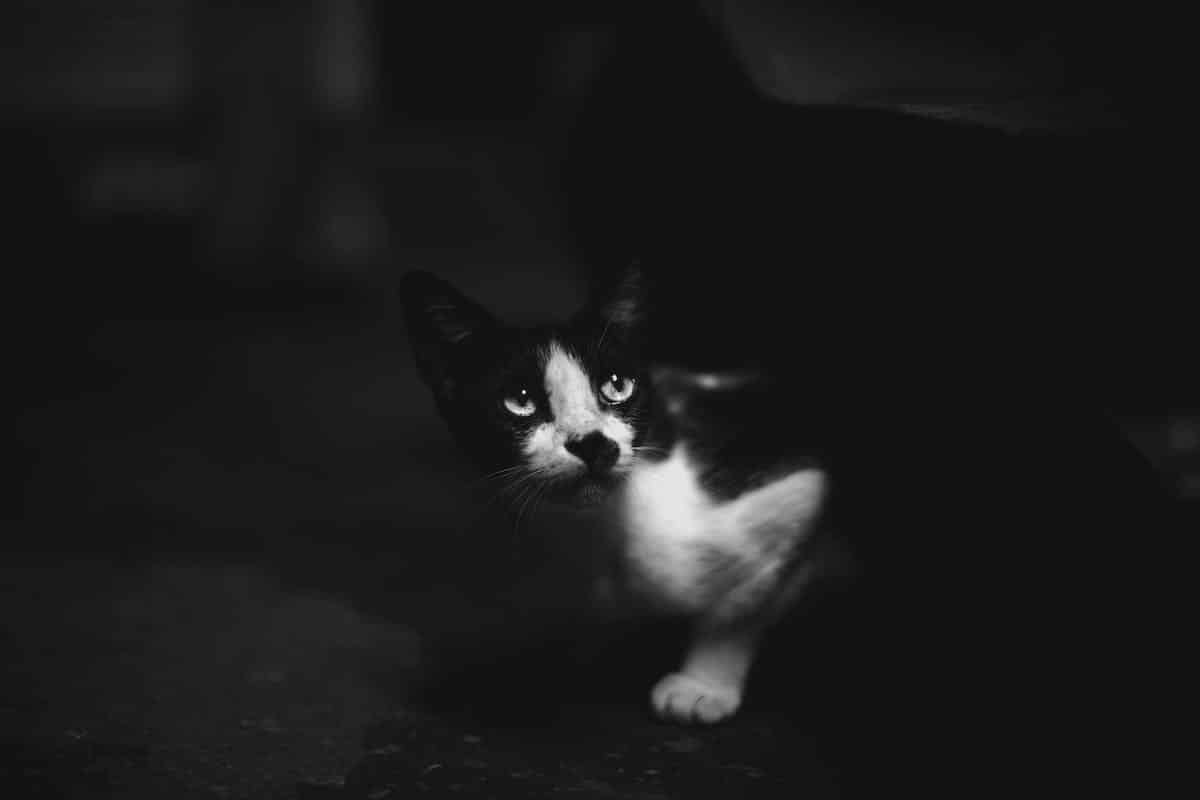 chat mystérieux
