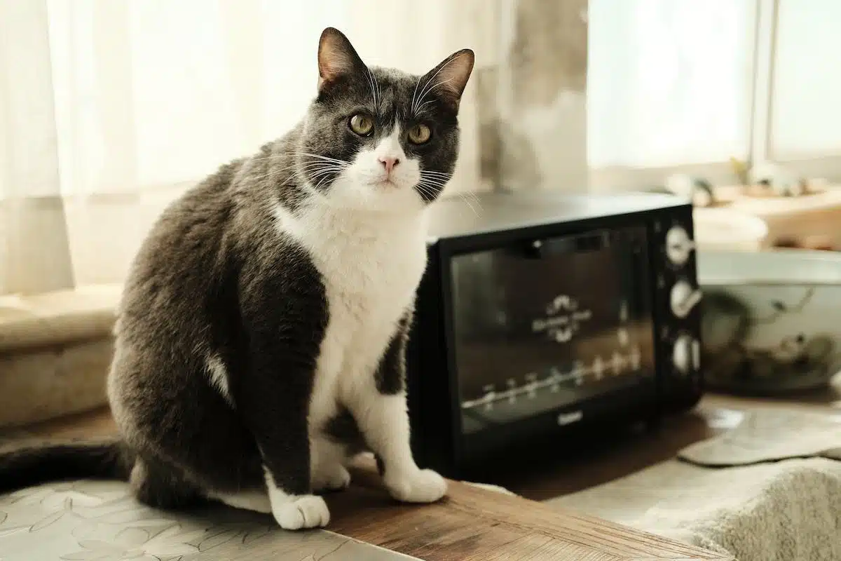 sécurité chat