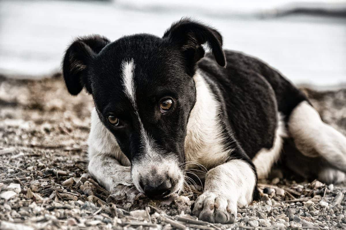 chien  anxiété