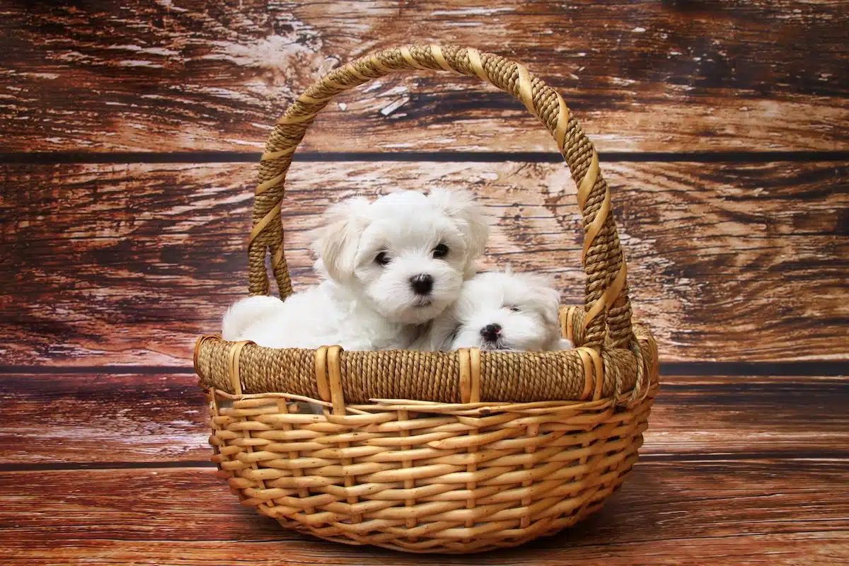 chien  croissance