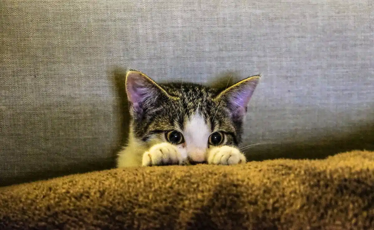 adoption chat