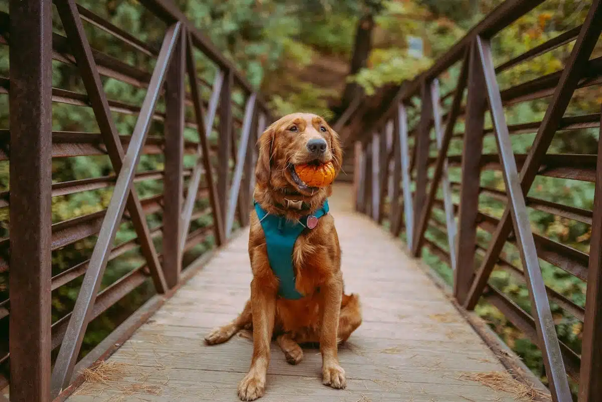 chien  voyage
