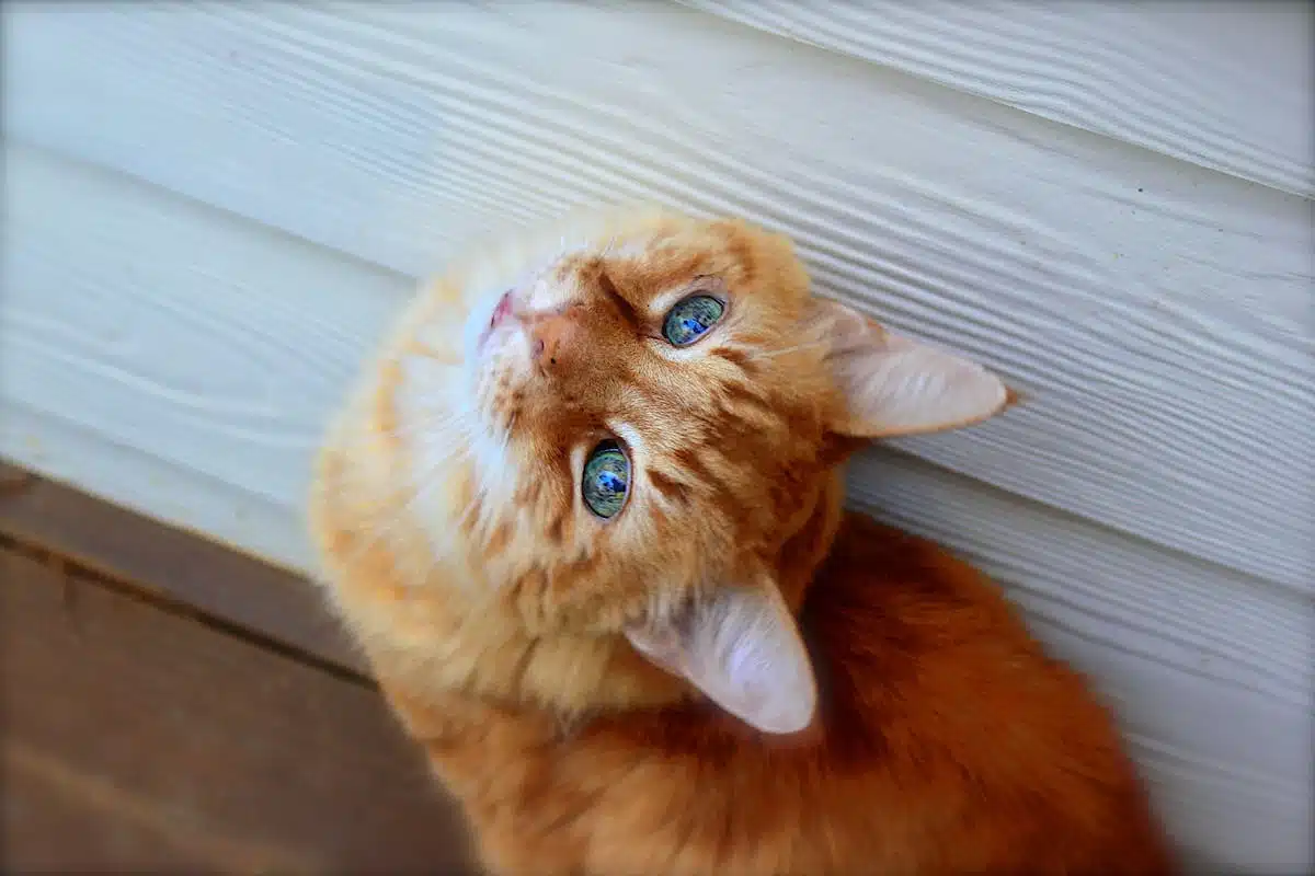chats  stérilisation