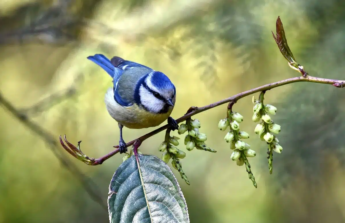 oiseaux chanteurs