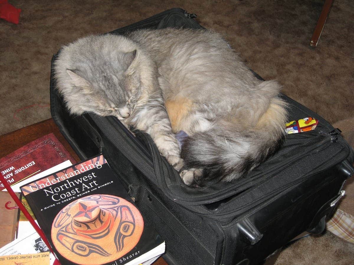 chat  valise