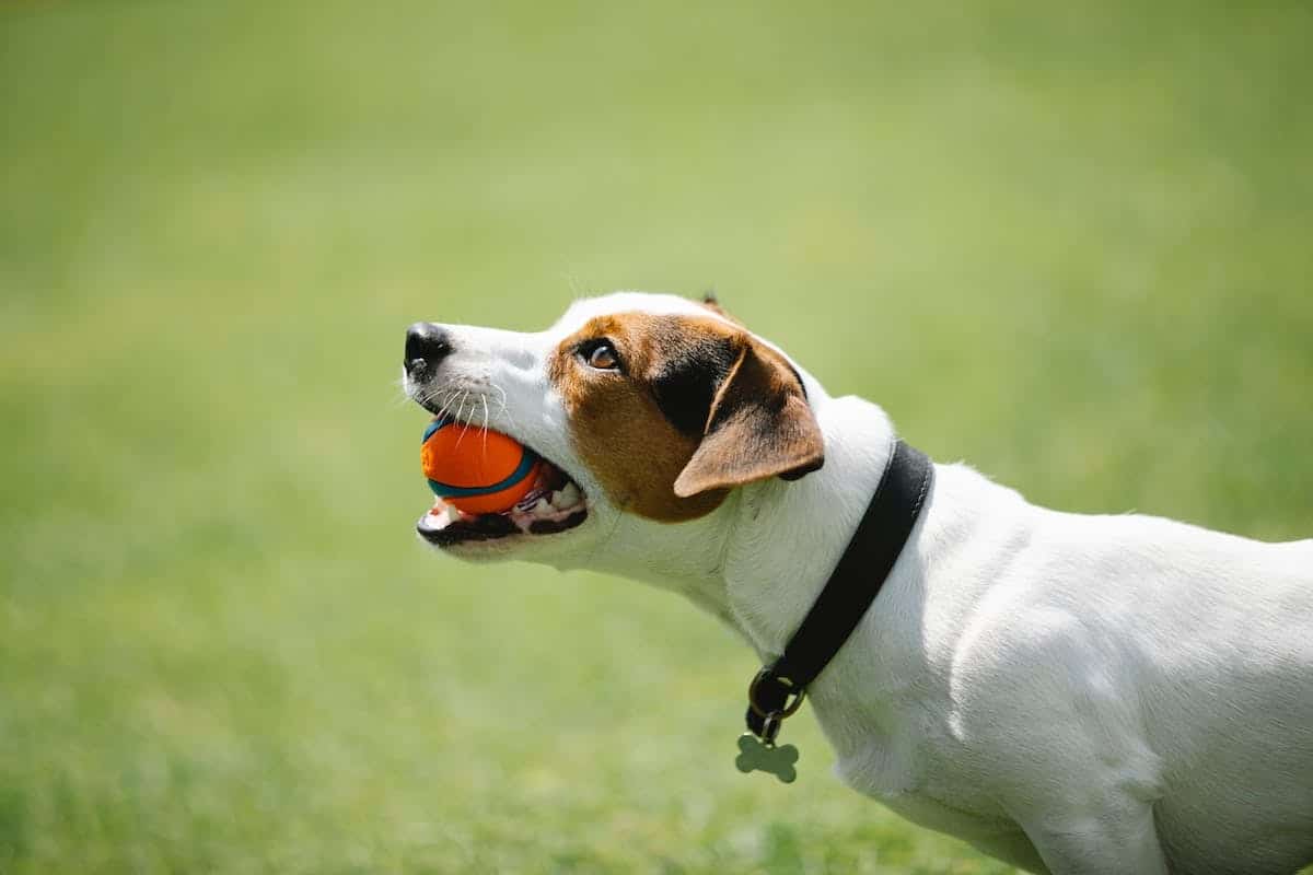 races chiens