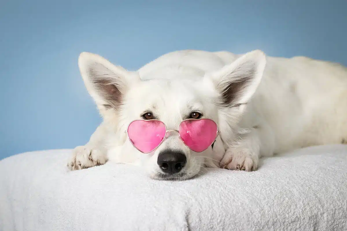 chiens  chats
