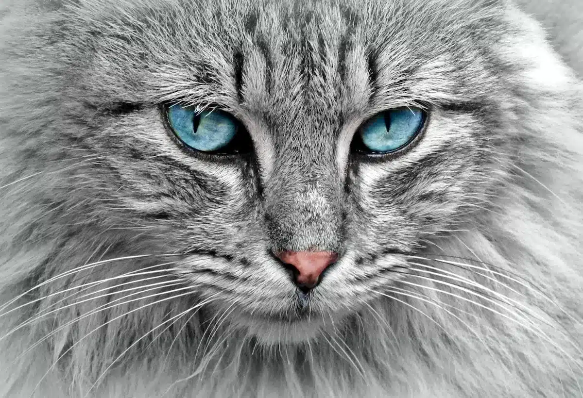 chat hypoallergénique