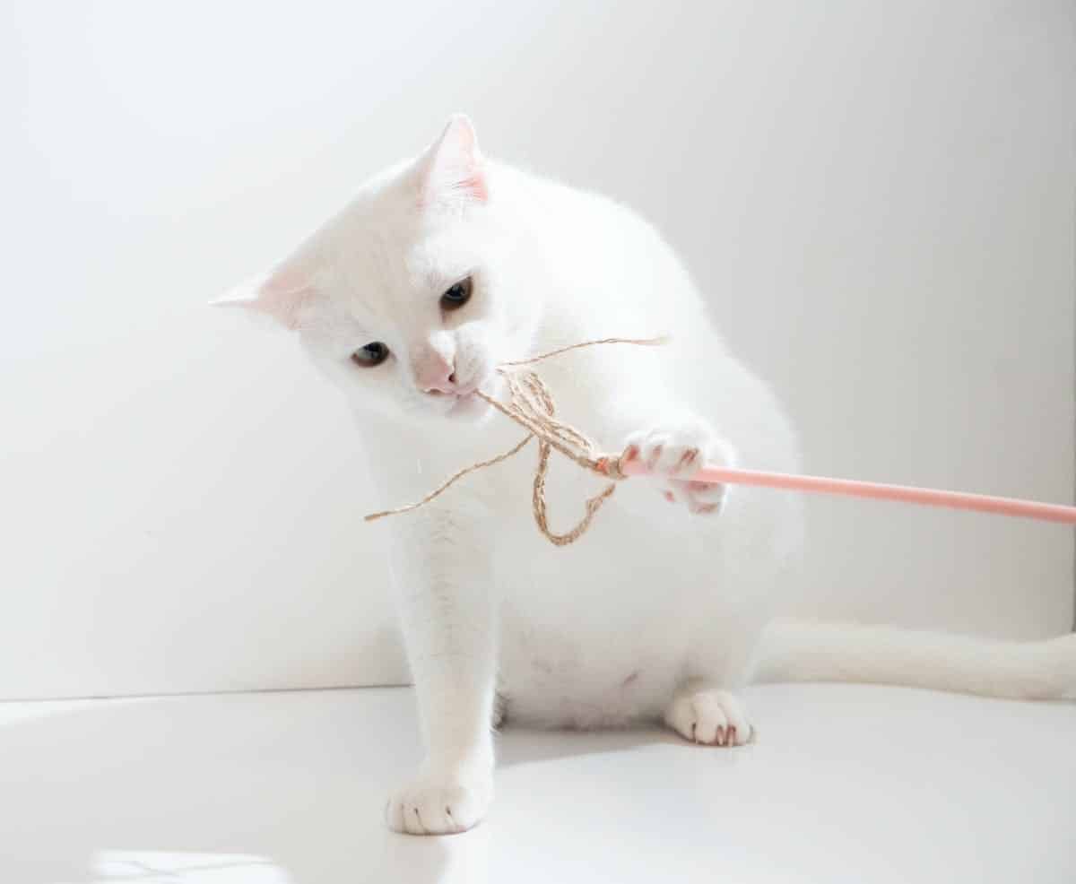 accessoires chat