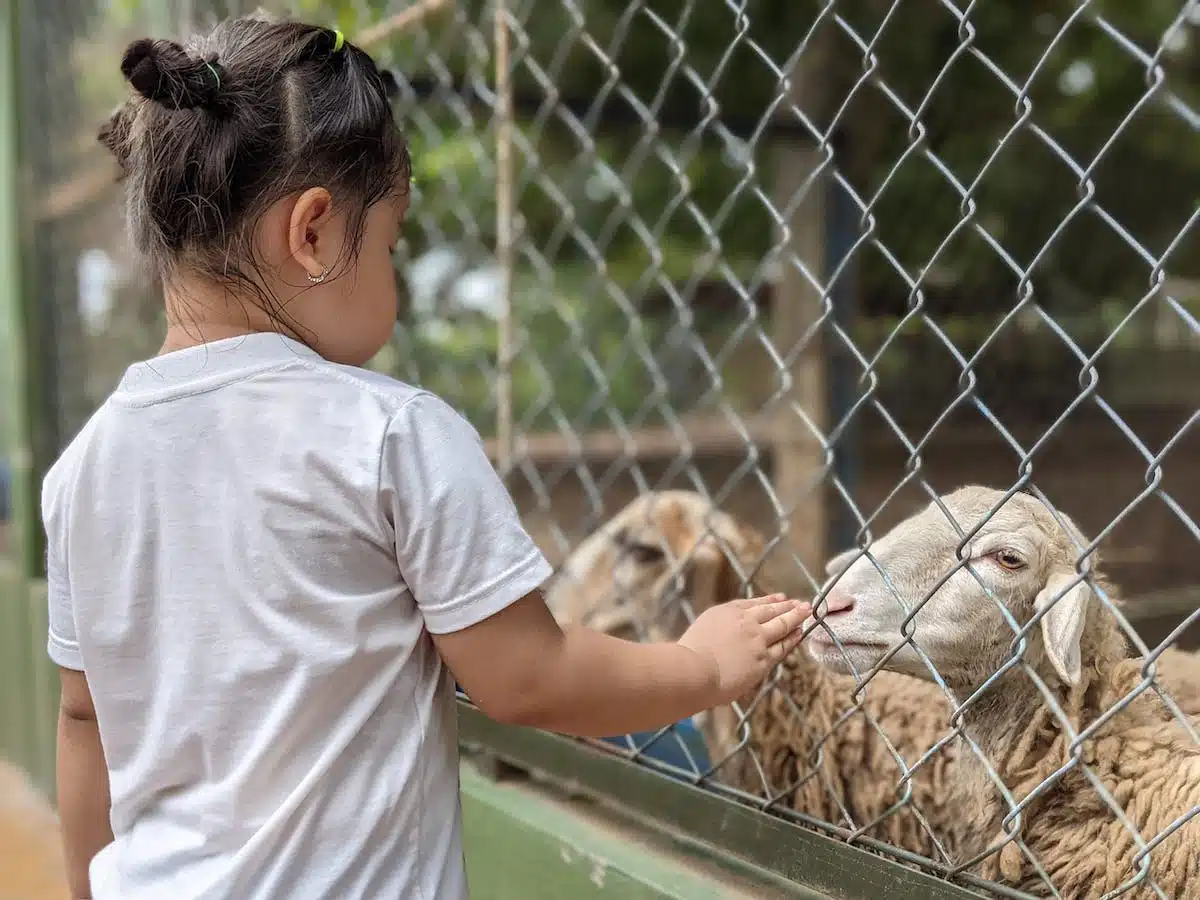 enfant  animaux