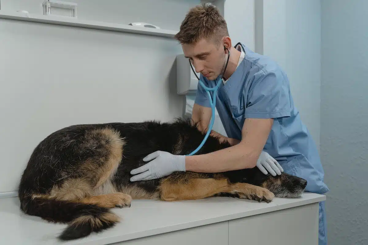 chien malade