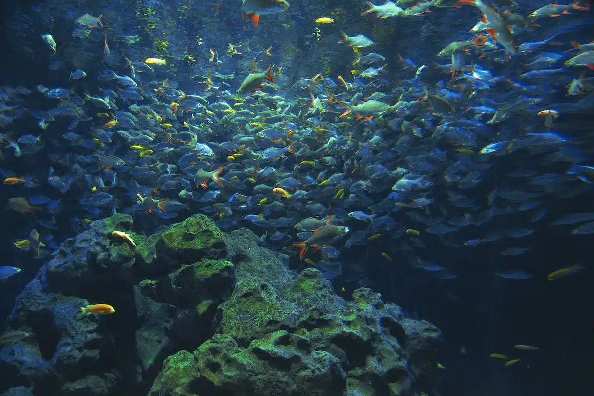 biodiversité marine