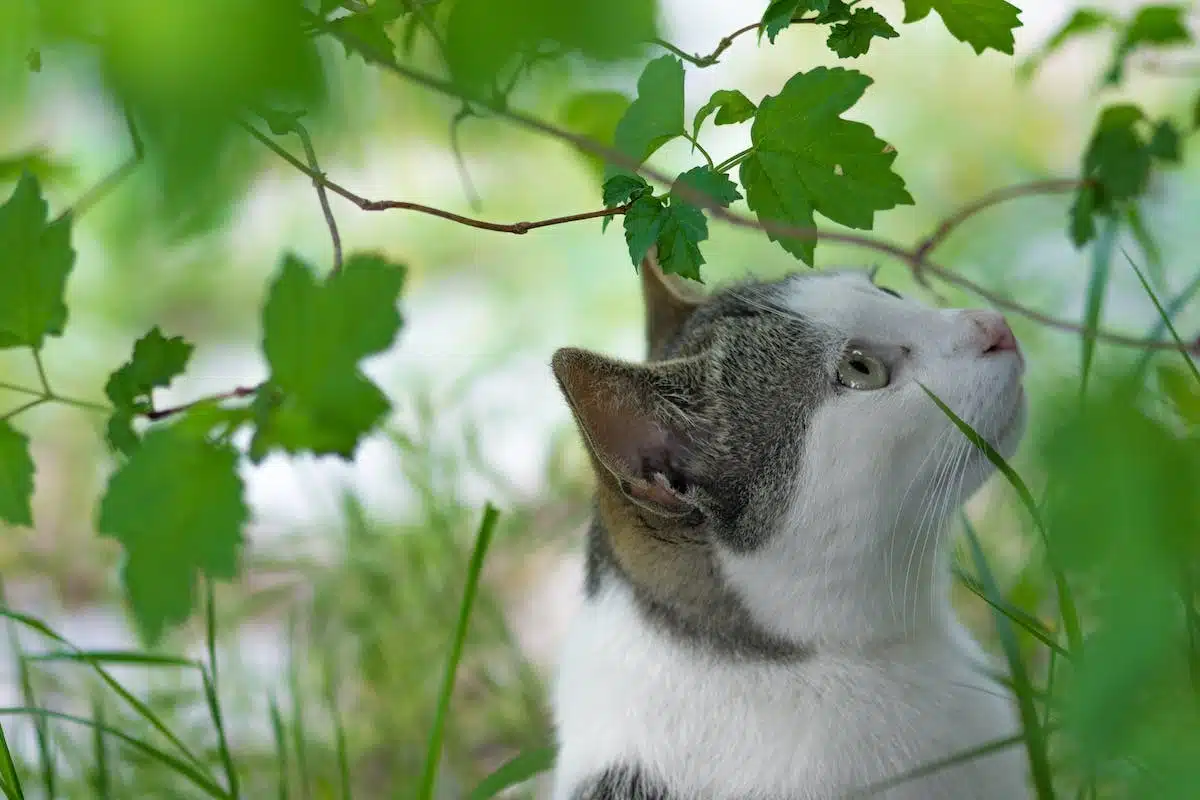 chat comportement