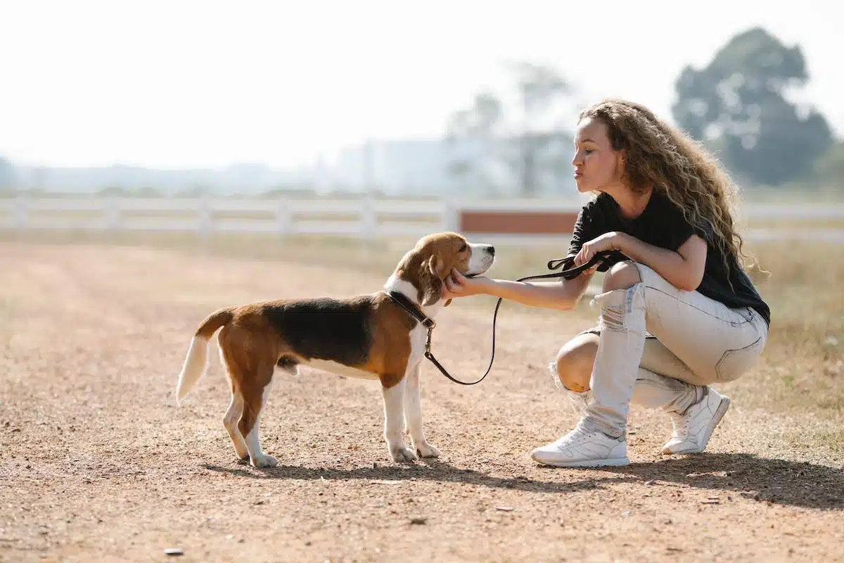 éducation chien