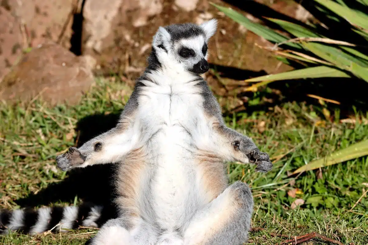 méditation animaux