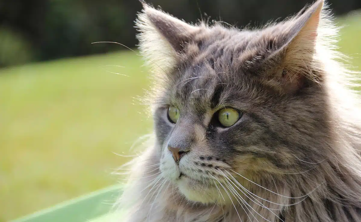 Chats polydactyles : 6 faits fascinants sur ces félins uniques