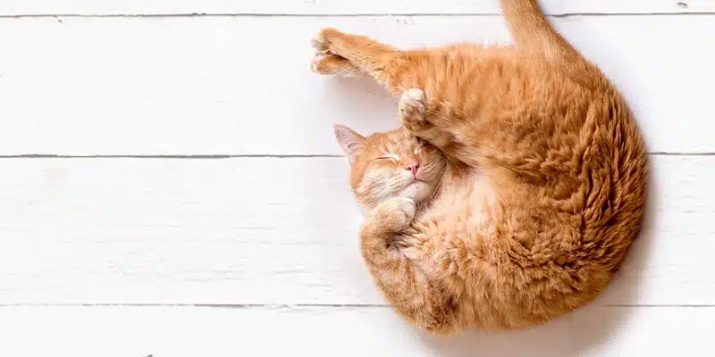 Chats polydactyles : 6 faits fascinants sur ces félins uniques