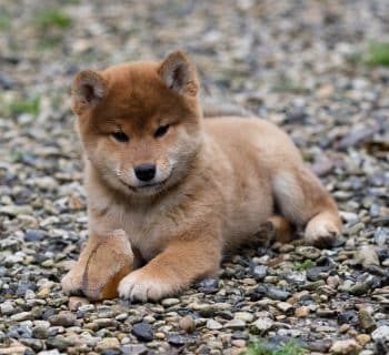 Découverte du Shiba Inu Bébé : Informations clés