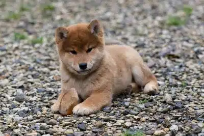 Découverte du Shiba Inu Bébé : Informations clés