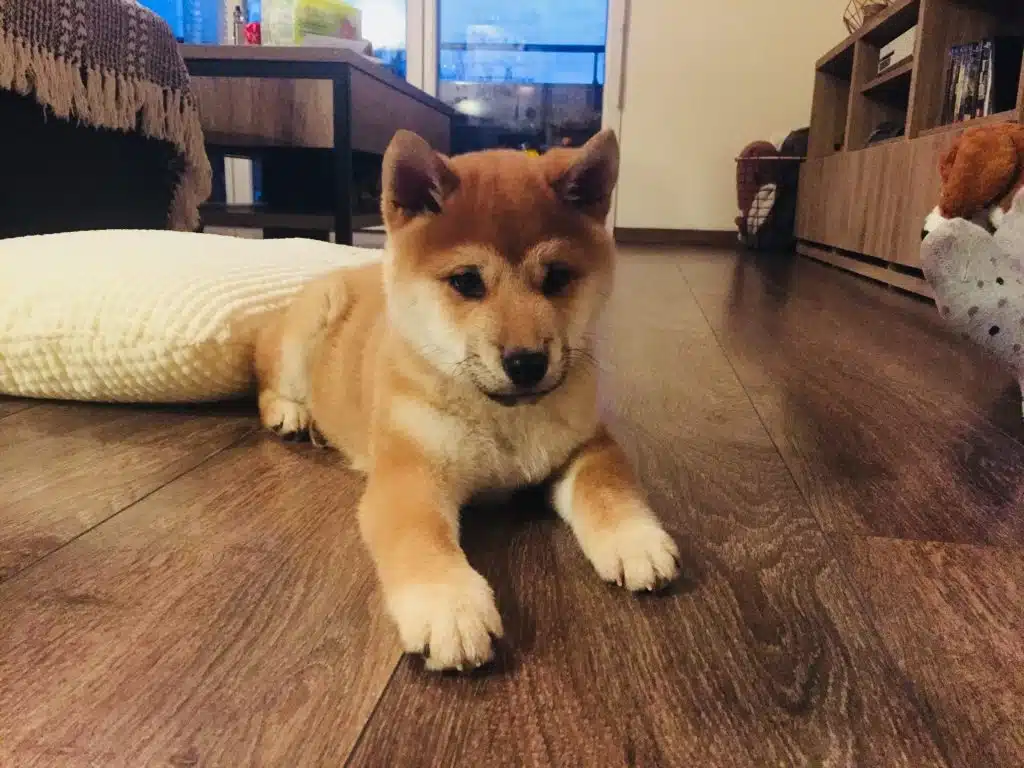 Découverte du Shiba Inu Bébé : Informations clés