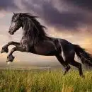 Interprétation onirique que signifie rêver de cheval