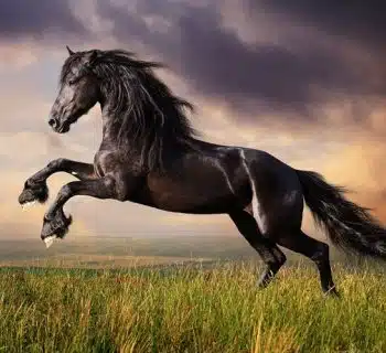 Interprétation onirique que signifie rêver de cheval