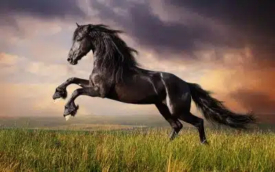Interprétation onirique que signifie rêver de cheval