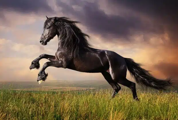 Interprétation onirique que signifie rêver de cheval