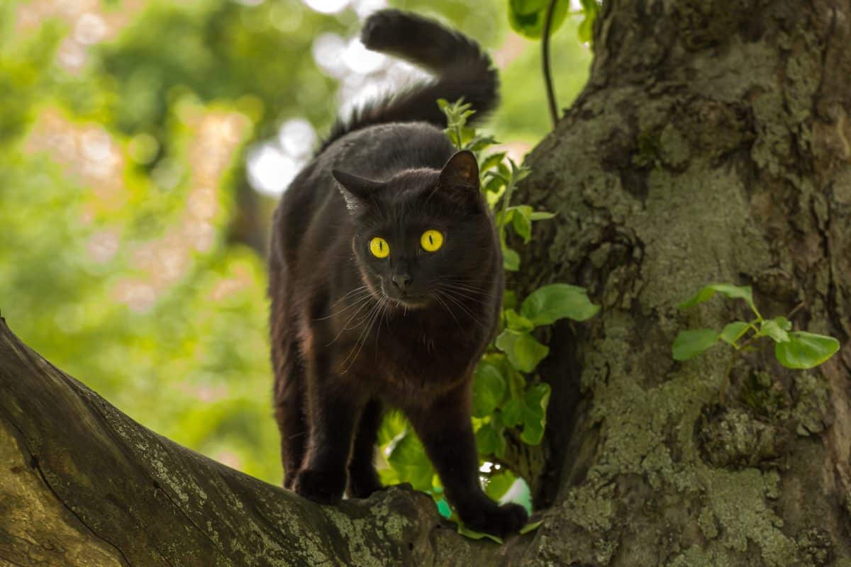 Plus belles races de chats noirs : Top et caractéristiques