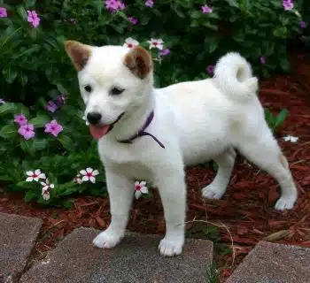 Shiba Inu Blanc : Découverte et caractéristiques de la race