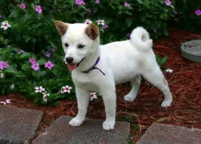 Shiba Inu Blanc : Découverte et caractéristiques de la race