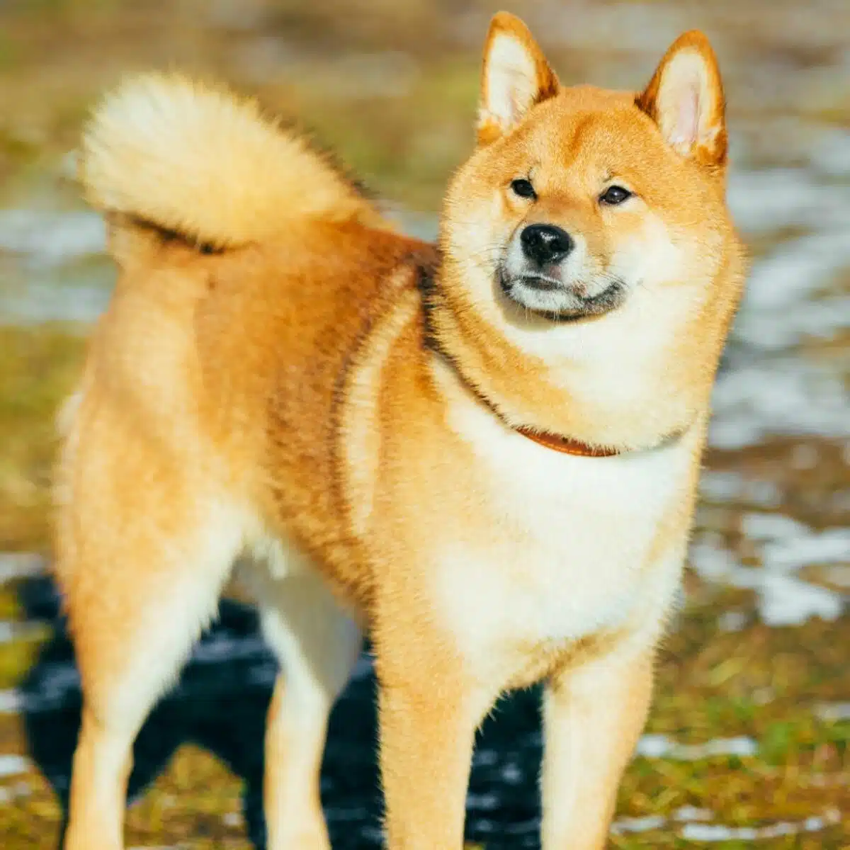 Shiba Inu Blanc : Découverte et caractéristiques de la race