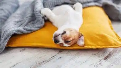 Sommeil du chien : comprendre les besoins de votre animal