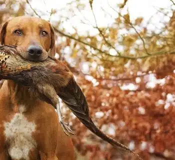 Top des races de chiens d'arrêt pour la chasse : Sélection et caractéristiques