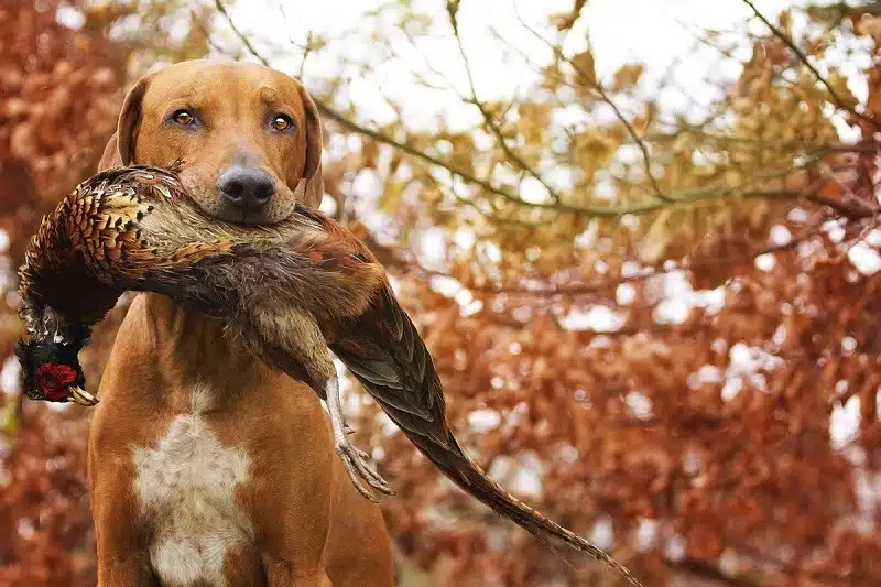 Top des races de chiens d'arrêt pour la chasse : Sélection et caractéristiques