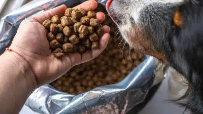 Transition de croquettes : guide pour adapter l'alimentation de votre chien